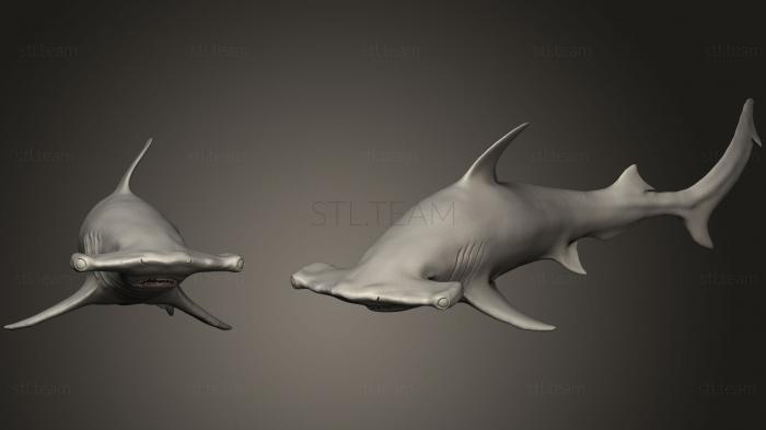 3D модель Акула-молот (STL)